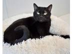 Adopt FIDDLE a All Black Domestic Shorthair / Mixed cat in West Seneca