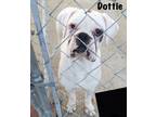 Adopt Dottie II a White Boxer / Mixed dog in Austin, TX (37545078)