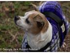 Adopt Hank a Tricolor (Tan/Brown & Black & White) Jack Russell Terrier /