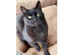 Adopt Cyress a All Black Domestic Shorthair / Domestic Shorthair / Mixed cat in