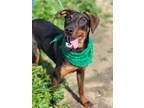 Adopt Dottie a Brown/Chocolate Doberman Pinscher / Mixed dog in Visalia