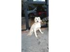 Adopt Heidi a White Papillon / Mixed Breed (Medium) / Mixed dog in Chula Vista