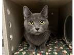 Adopt Lenora a Gray or Blue Domestic Shorthair (short coat) cat in Powell