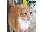 Adopt Dandy a Orange or Red Tabby Domestic Shorthair (short coat) cat in