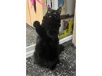 Adopt Merlin a All Black Domestic Mediumhair (long coat) cat in San Leandro