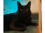 Adopt Merlin a All Black Domestic Longhair (long coat) cat in San Leandro