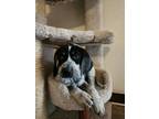 Adopt Lil Bird Dawg a White - with Black Catahoula Leopard Dog / Mixed dog in