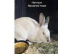 Adopt Harrison a Siamese Californian / Mixed (short coat) rabbit in