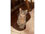 Adopt Priya a Brown Tabby Domestic Shorthair (short coat) cat in Pottstown