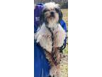 Adopt Kinley a White Shih Tzu / Mixed dog in Staley, NC (37371187)
