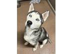 Adopt Pepper a Black - with White Siberian Husky / Mixed dog in Sugar Land