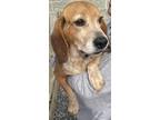 Adopt Benny a Black Beagle / Mixed dog in Staley, NC (37371759)