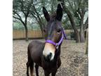 Adopt Titus a Donkey/Mule/Burro/Hinny / Mixed horse in FREEPORT, FL (37372318)