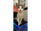 Adopt Rooster a White (Mostly) Domestic Shorthair (short coat) cat in Pottstown