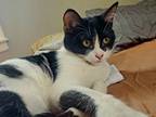 Adopt Jelly Bean a Black & White or Tuxedo Domestic Mediumhair (medium coat) cat