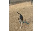 Adopt Fred a Tricolor (Tan/Brown & Black & White) Mixed Breed (Medium) / Mixed