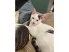 Adopt Payback a White (Mostly) Domestic Shorthair (short coat) cat in Pottstown
