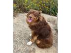 Adopt Doodle a Brown/Chocolate - with Black Australian Shepherd / Mixed dog in
