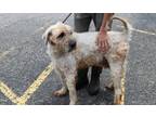 Adopt Winchester a Tan/Yellow/Fawn - with Black English Sheepdog / Mixed dog in