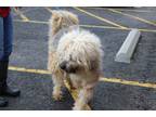 Adopt Winchester a Tan/Yellow/Fawn - with Black English Sheepdog / Mixed dog in