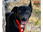 Adopt Kathy Seldon K70 3-15-23 a Black Labrador Retriever / Mixed dog in San