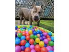 Adopt Abel a Gray/Blue/Silver/Salt & Pepper American Pit Bull Terrier / Mixed