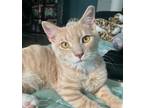 Adopt Byron a Domestic Shorthair / Mixed (short coat) cat in Hampton