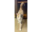 Adopt Tic a Domestic Shorthair / Mixed (short coat) cat in Portland