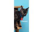 Adopt Emmet a Domestic Shorthair / Mixed (short coat) cat in Kendallville