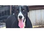 Adopt Pip Squeak a Black Great Dane dog in Dallas, TX (37436143)