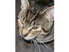 Adopt JIGGLES a Domestic Shorthair (short coat) cat in Calimesa, CA (37613192)