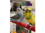 Adopt Stan and Ollie a Budgie / Budgerigar