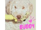 Buddy