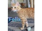 Adopt Felix a Domestic Short Hair