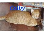 Adopt Colby a Tabby