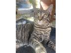 Adopt Sassy a Domestic Short Hair