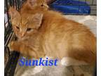 Adopt Sunkist a Tabby