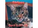 Adopt Stripes a Domestic Short Hair