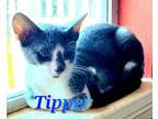 Adopt Tipper a Domestic Short Hair