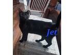 Adopt Jet a Domestic Short Hair