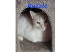 Adopt Razzle a Domestic Short Hair