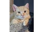 Adopt Sonny Boy a Domestic Short Hair