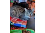 Adopt Headley a Domestic Short Hair