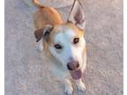 Adopt Toby- At Pembina Valley Humane Society a Husky, German Shepherd Dog