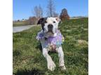 Adopt Petey a Pit Bull Terrier