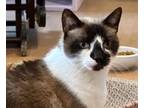 Adopt Casper a Snowshoe