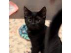 Adopt Casserole a Domestic Short Hair