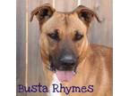 Adopt Busta Rhymes (River) a German Shepherd Dog, Labrador Retriever