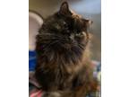 Adopt Sizzly (In Foster) a Domestic Long Hair