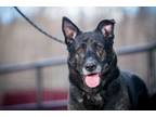 Adopt Ben a Dutch Shepherd